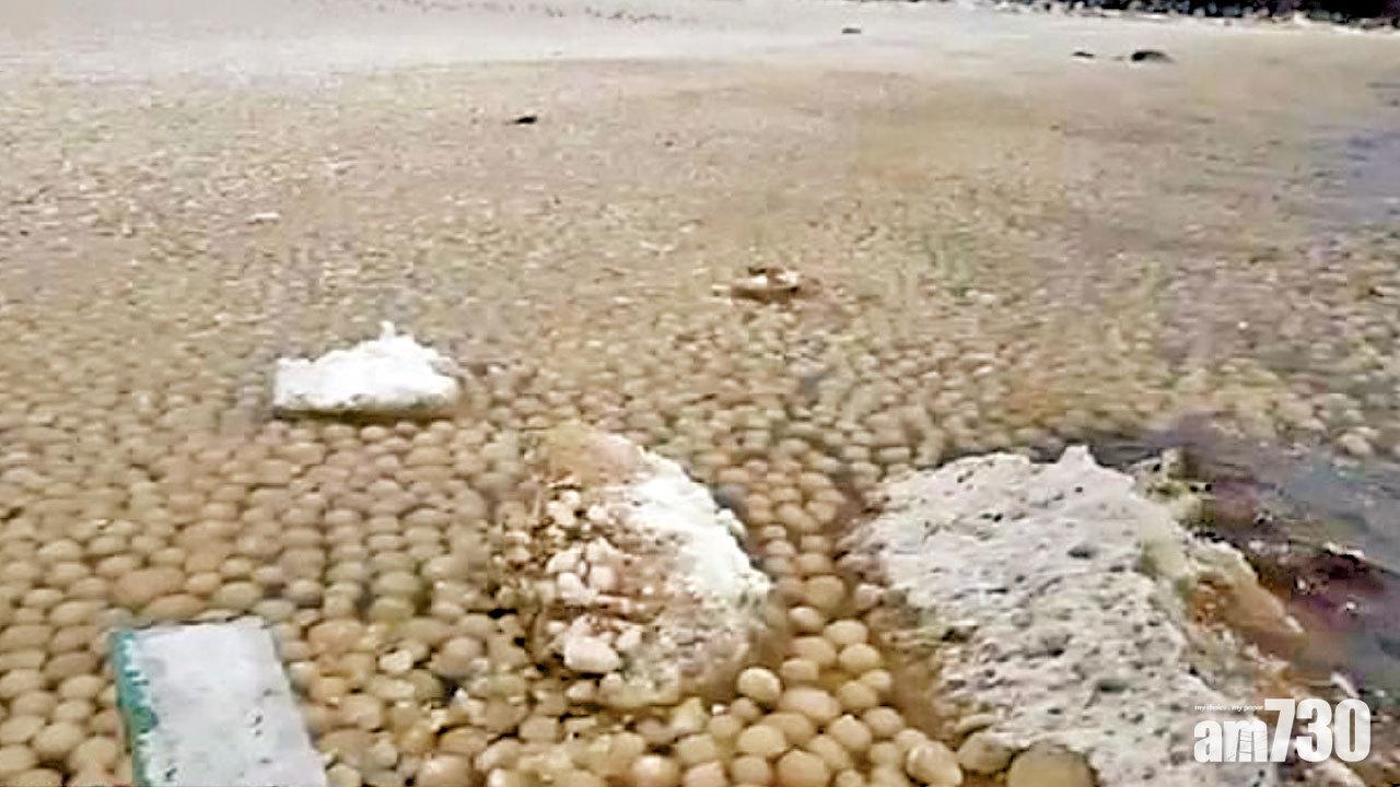 直徑17厘米 鋪滿岸邊 神秘冰球襲俄