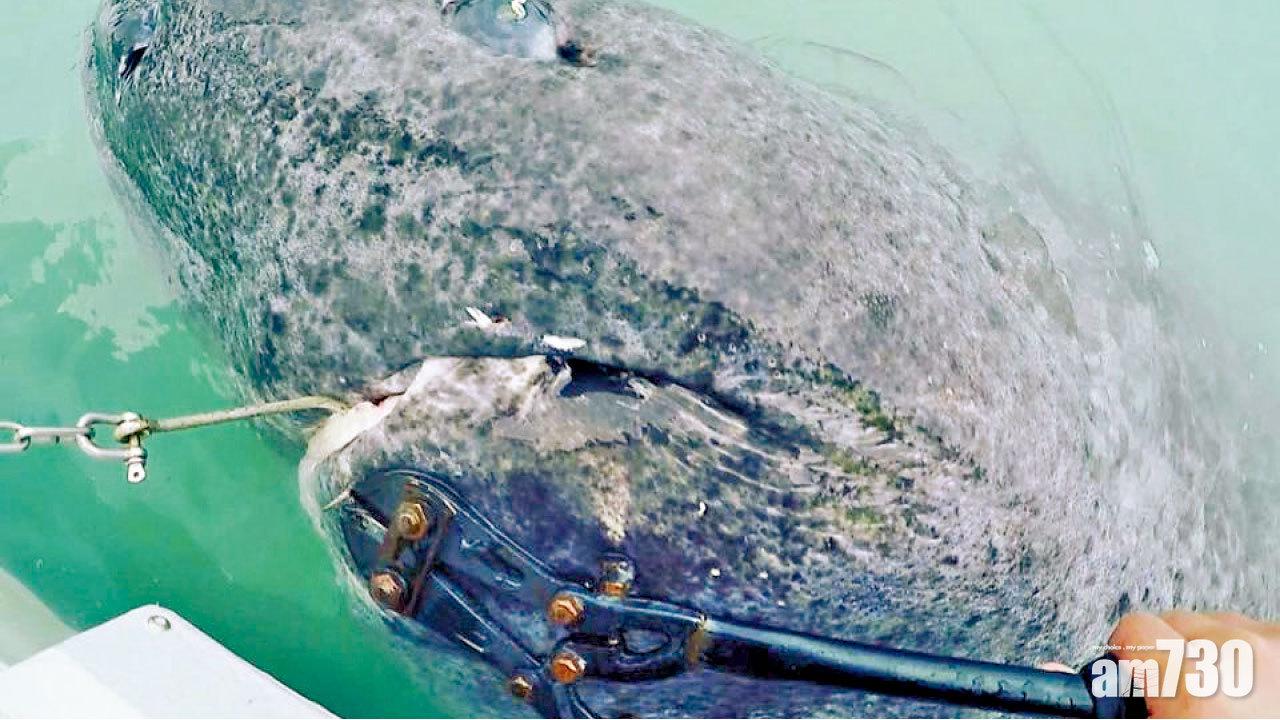 全球最長壽脊椎動物 512歲格陵蘭鯊