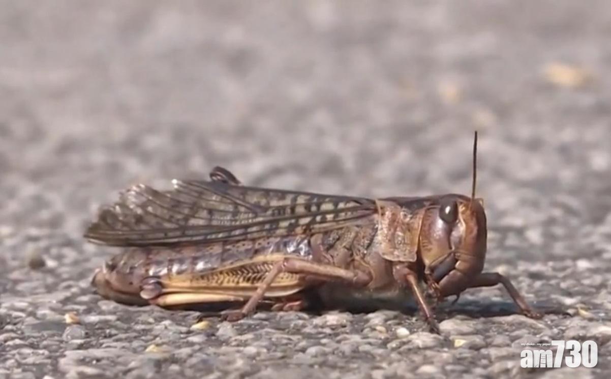 大量蝗蟲現船灣淡水湖集水區