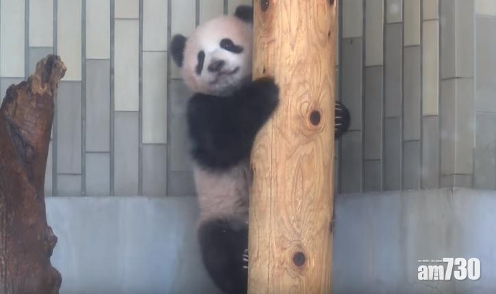 【好百厭】 上野熊貓BB又俾阿媽......