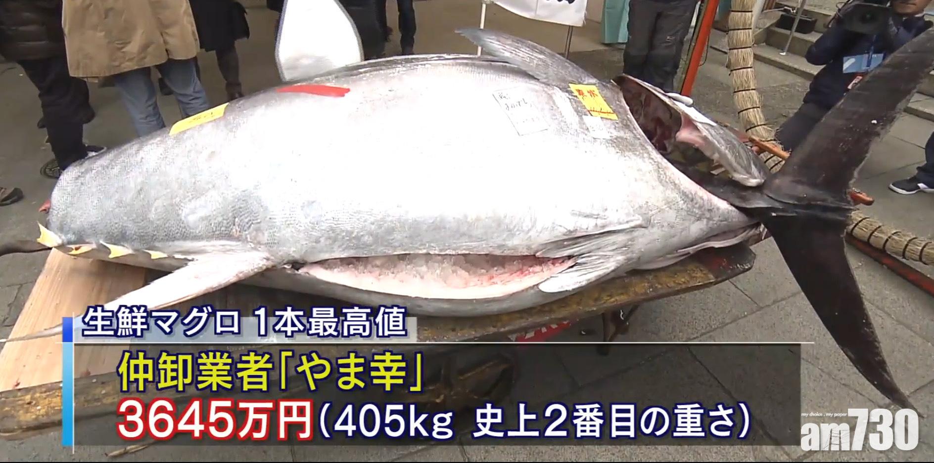 【892磅吞拿魚】「日本一」$253萬成交