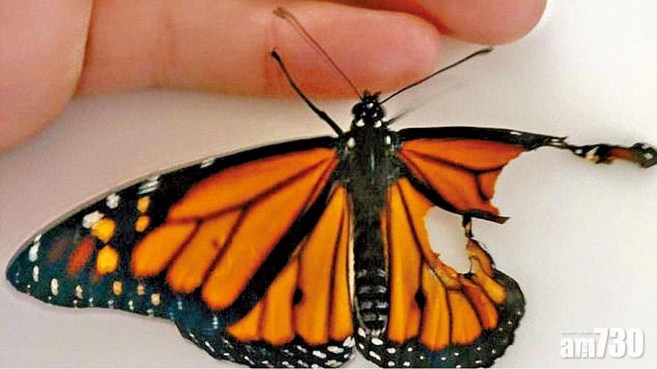 妙手仁心補折翼