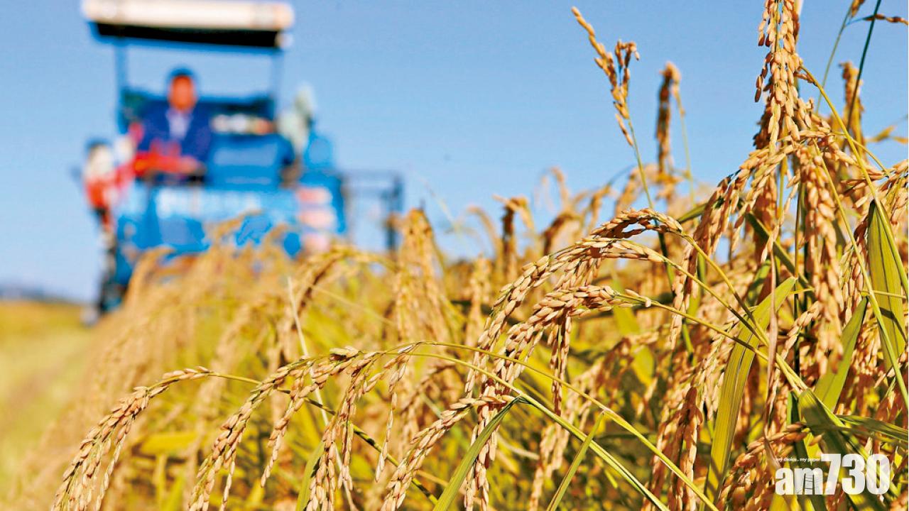 內地未能商業種植  國產基因改造米准銷美