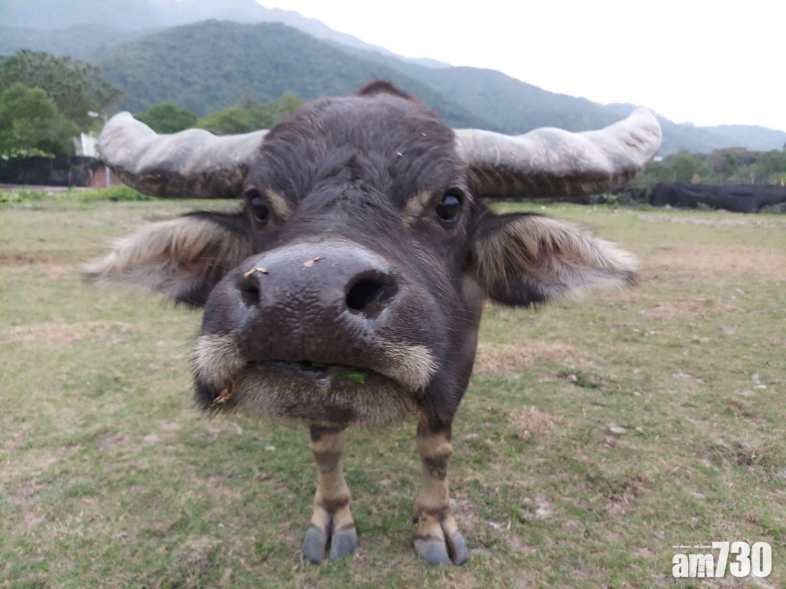 LUSH 保育大嶼南水牛