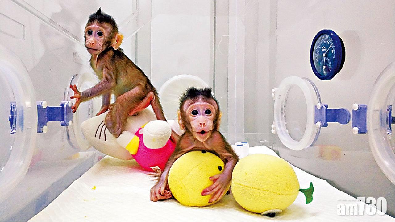 第3隻複製猴將誕生 湊成「中華夢」