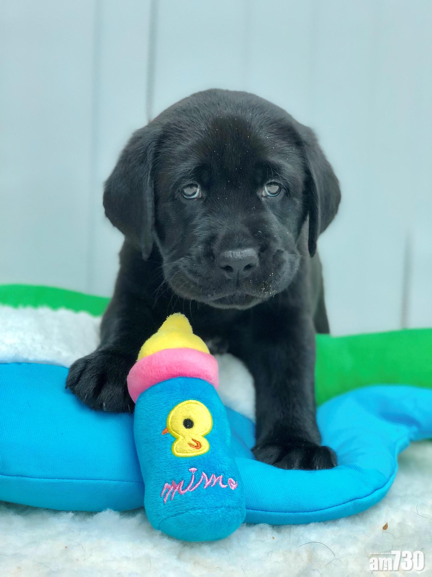 6隻導盲狗BB好呆