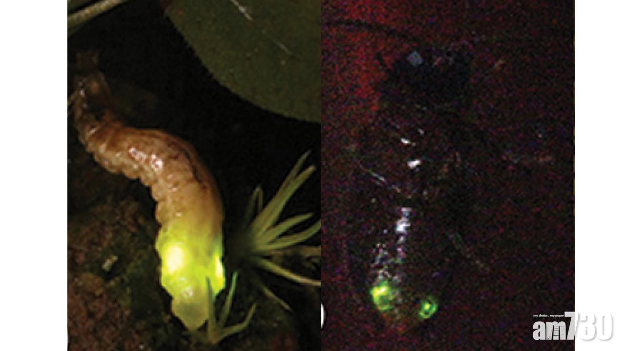 【鄭凱甄怪眼螢】港發現新品種螢火蟲　以捐肝者鄭凱甄命名