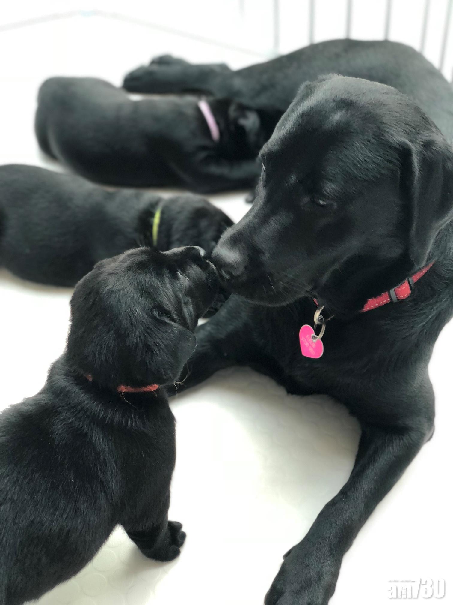  【天然呆 極可愛】6隻導盲犬bb有名啦