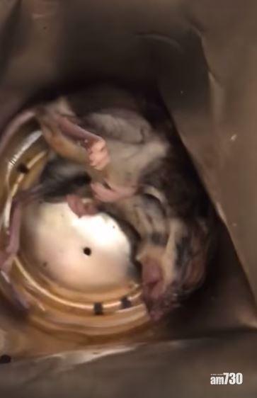 【有片慎入】能量飲品罐底有老鼠屍？！