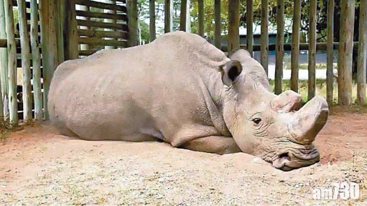 全球僅存雄性北非白犀牛逝世