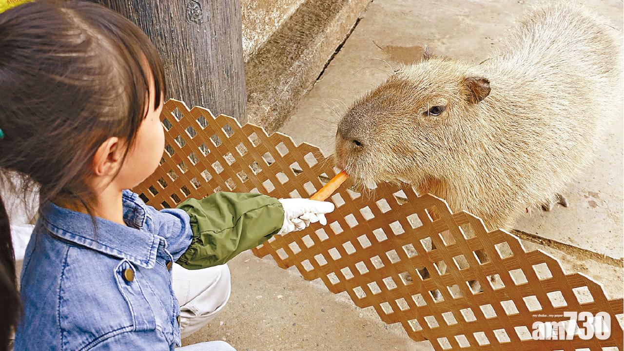 親親動物月推保育 水豚近距離互動