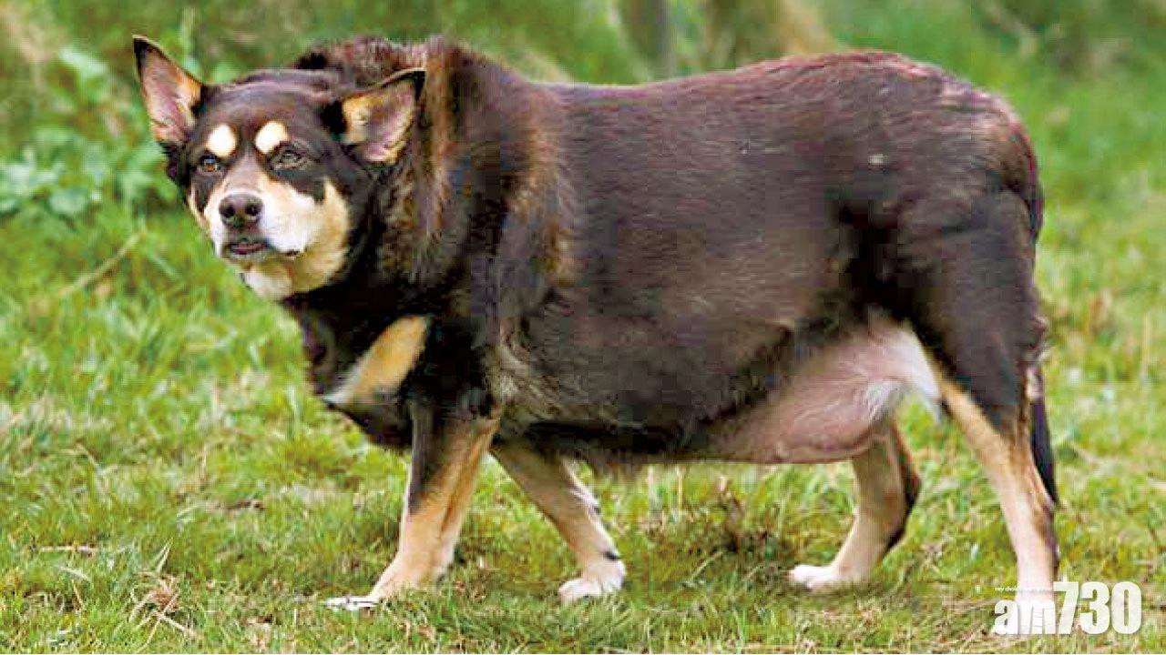 肥狗瘦身 眾籌割鬆皮