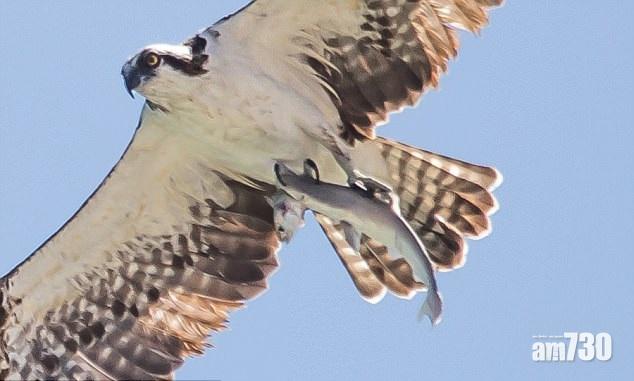 幼鯊捕魚海鷹在後