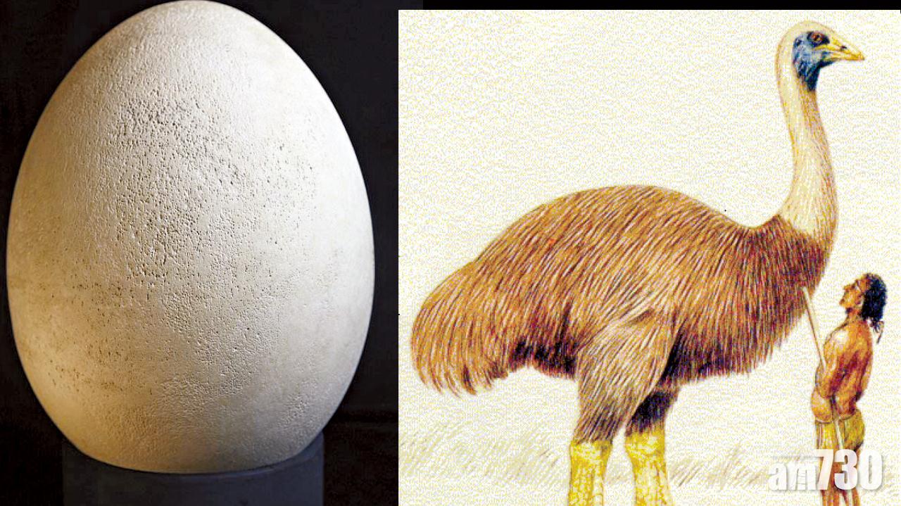真蛋當模型 絕種象鳥執身彩