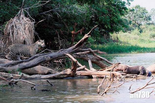 【獺多勢眾】水獺「吹雞」保地頭  美洲豹嚇到調頭走