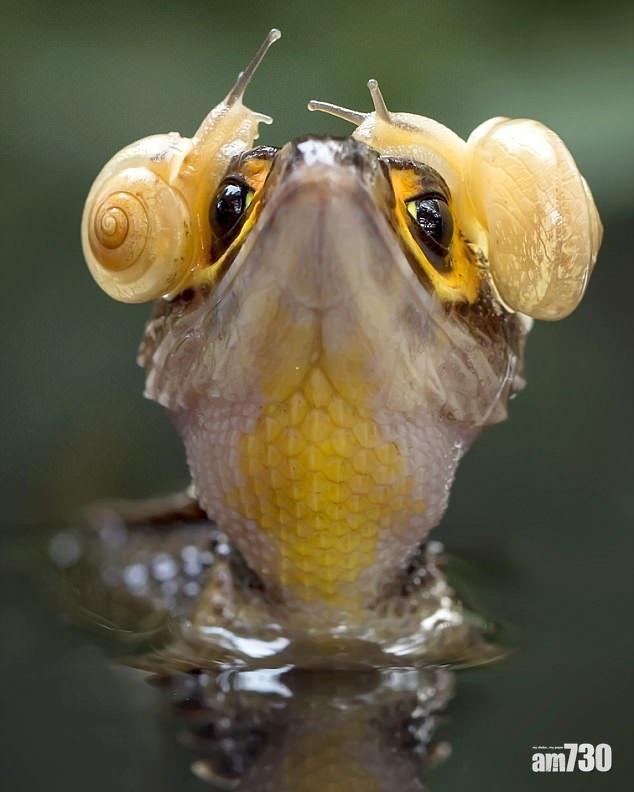 蝸牛孖寶助小鱷歎音樂