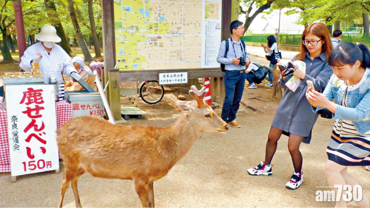 奈良公園 「神鹿」使者