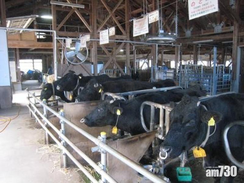 全球首隻複製牛「能登」逝世 終年19歲