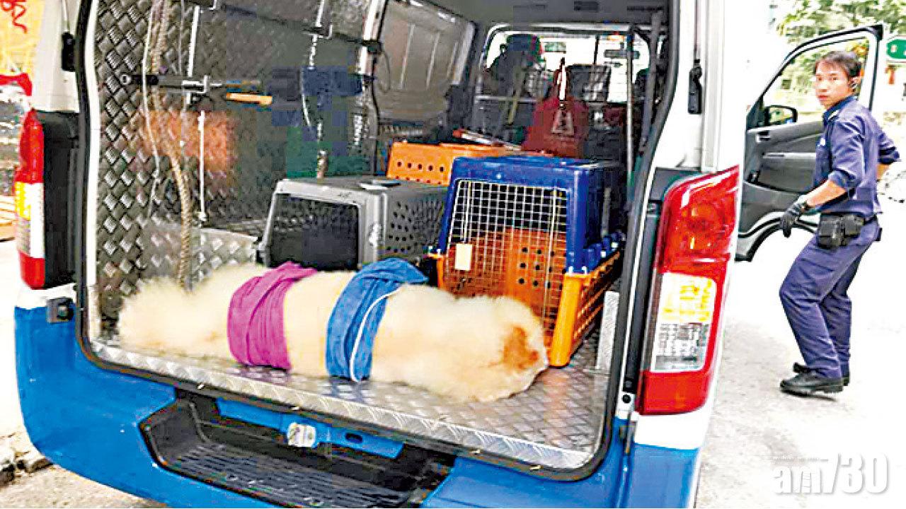 貪玩鬆獅困窗花 肥狗半天吊曝曬中暑