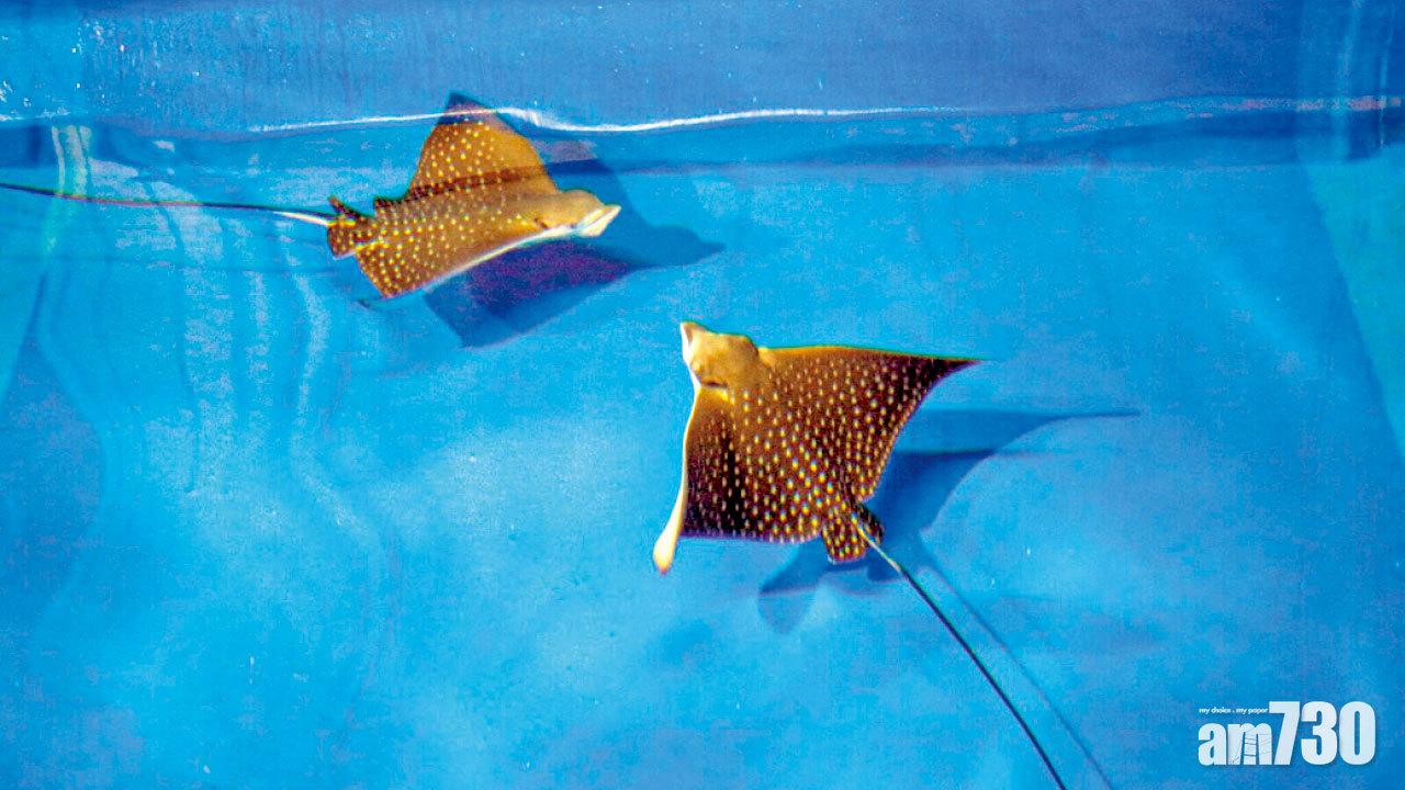 首在港繁殖 誕龍鳳胎  兩鷹鯆寶寶 第四季海洋公園登場