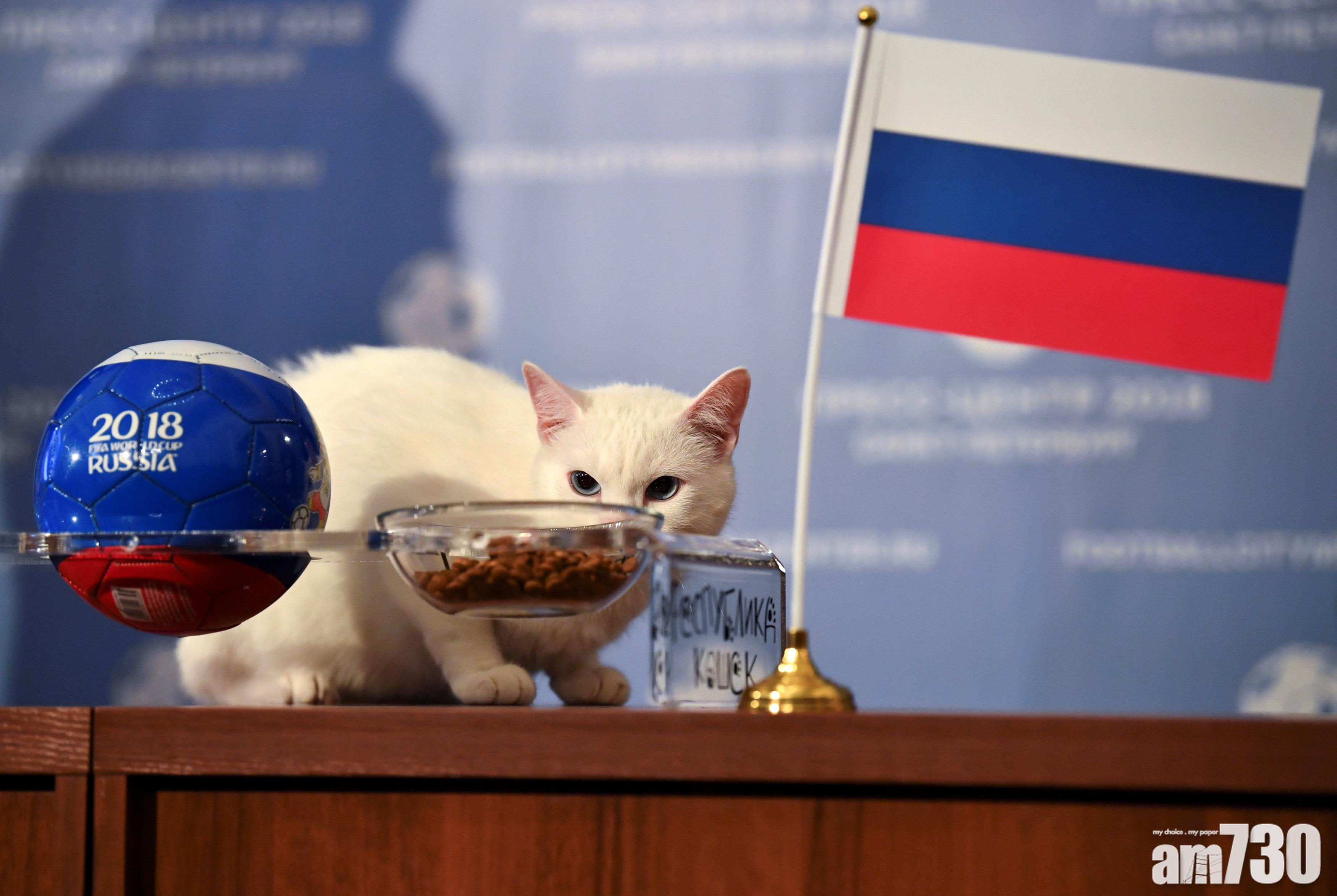 【喵星神算】失聰貓預言 世盃揭幕戰俄勝沙特 (有片)