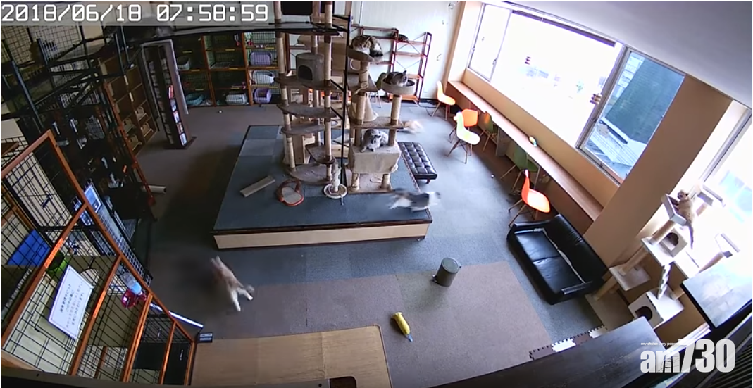 【有片】大阪地震前 貓咪似有預感找地方躲藏