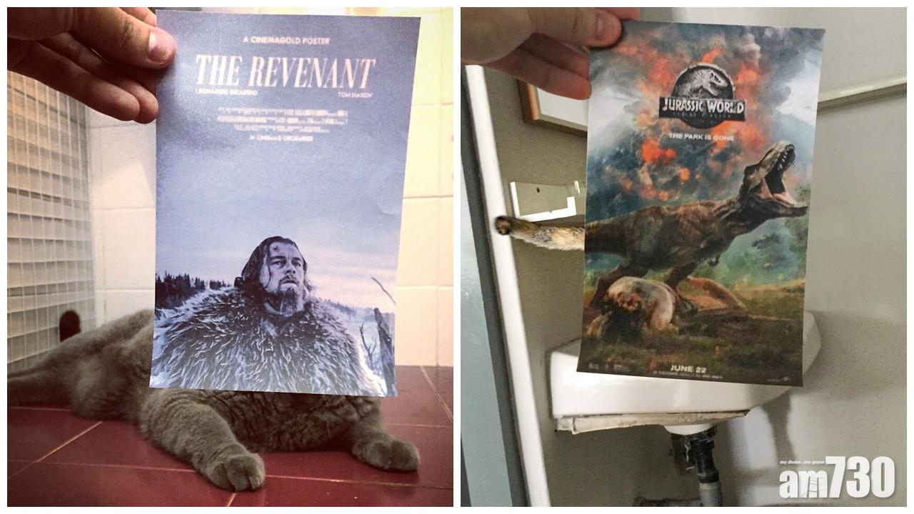 當貓貓同電影錯位合體……