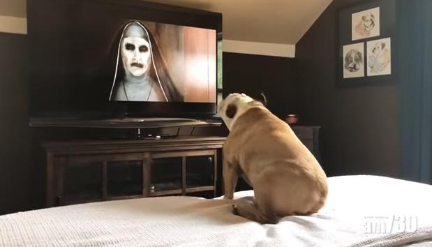 【有片】《詭修女》9月上映 狗狗睇到好緊張