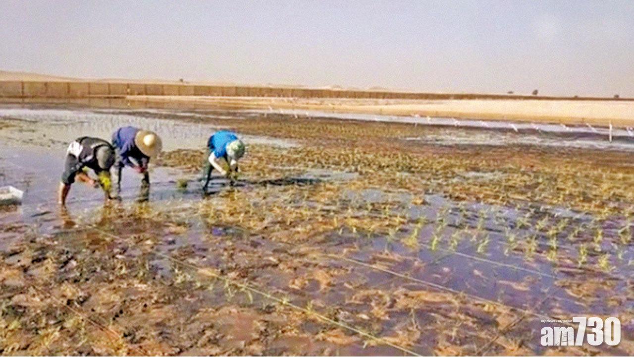 試種擴至中東北非 中國海水稻將成阿聯酋國禮