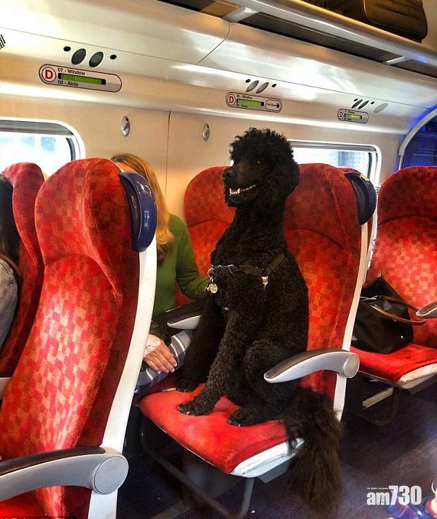 開心狗坐火車 讚定鬧？