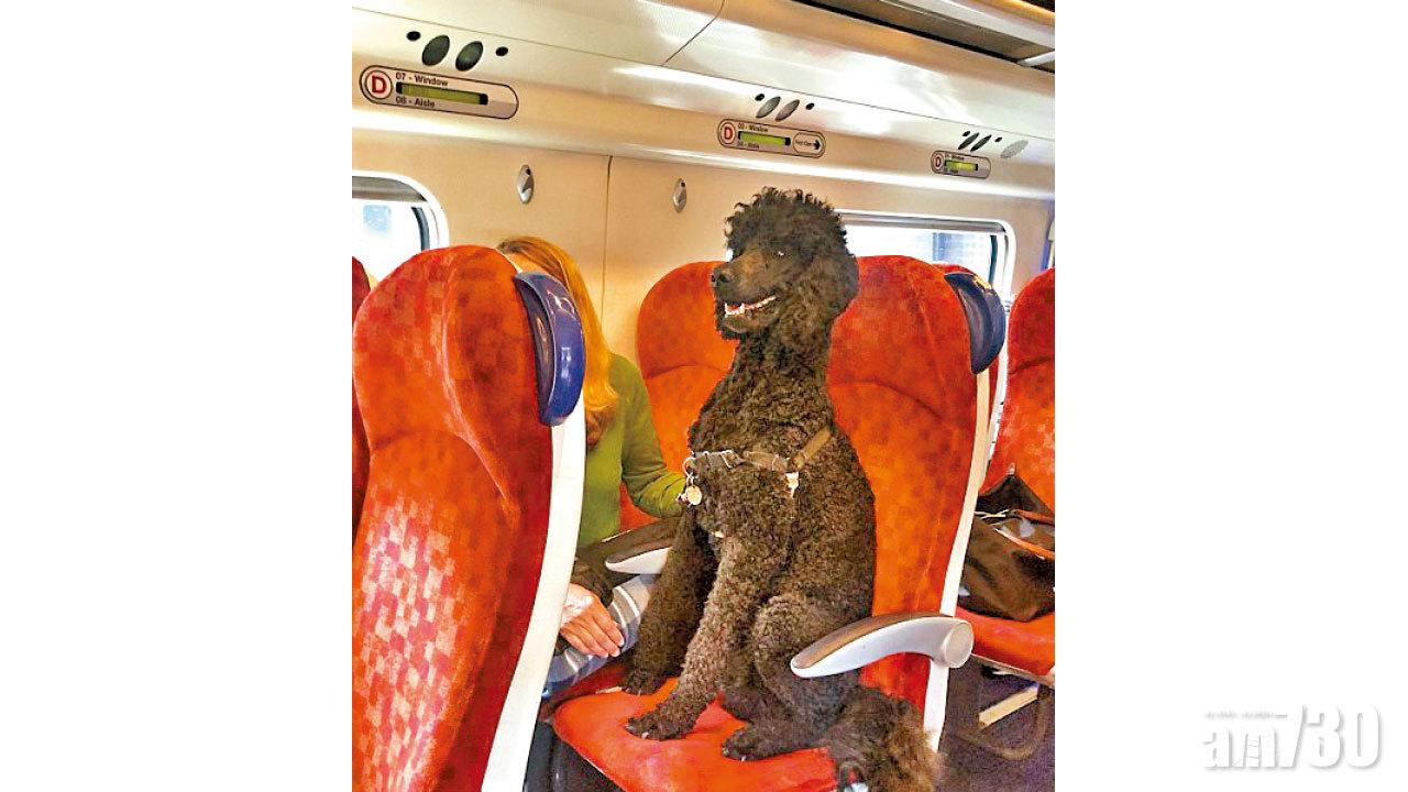 開心狗坐火車 讚定鬧？