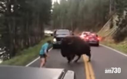 【嫌命長】黃石公園遇野牛攔路 躁男多番挑釁險被撞