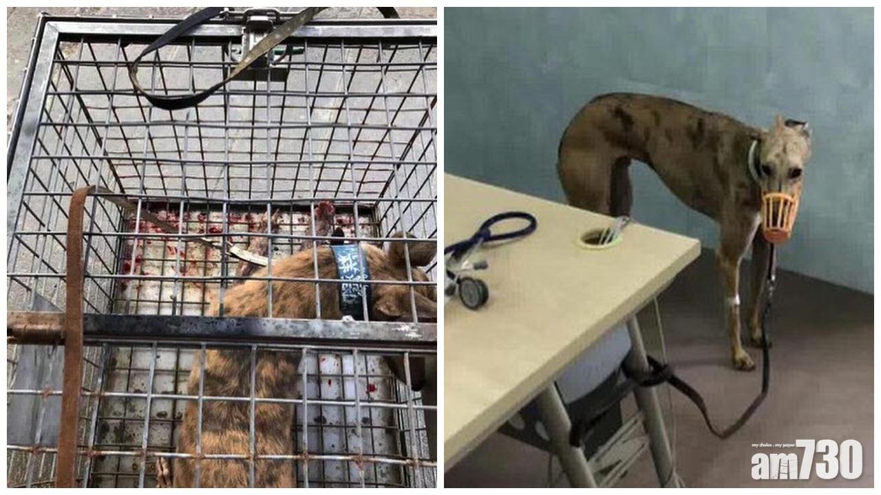 【格力犬命運】蘇嘉豪引述有狗發燒流鼻血  狗場環境相當惡劣