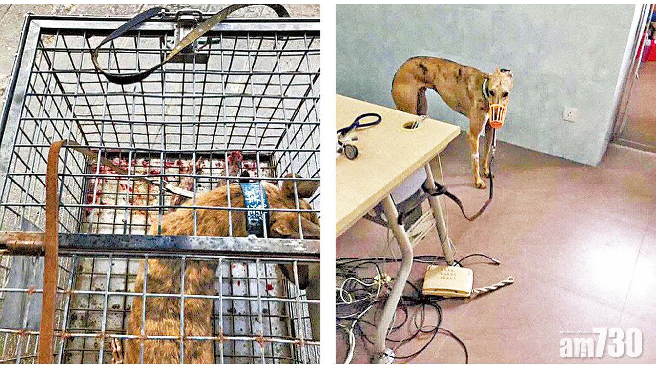 逸園安排格力犬絕育 澳議員憂環境差害死犬隻