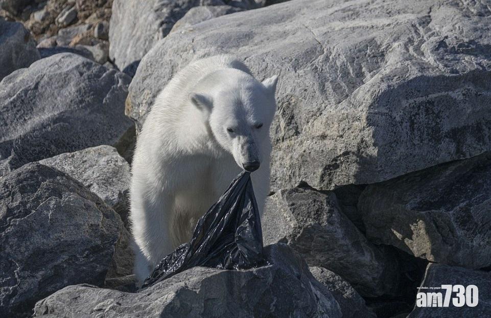 【生態哀歌】北極熊覓食 撕咬垃圾膠袋