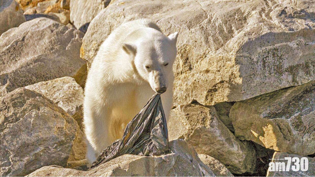 垃圾入侵 缺糧餓極  北極熊咬嚼膠袋