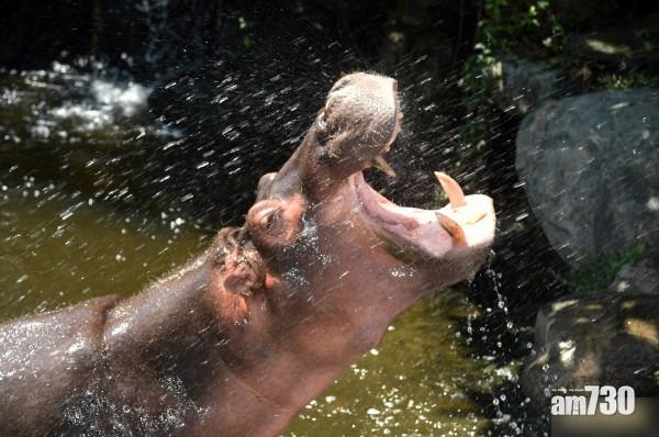 咬死台客 肯尼亞河馬被擊斃
