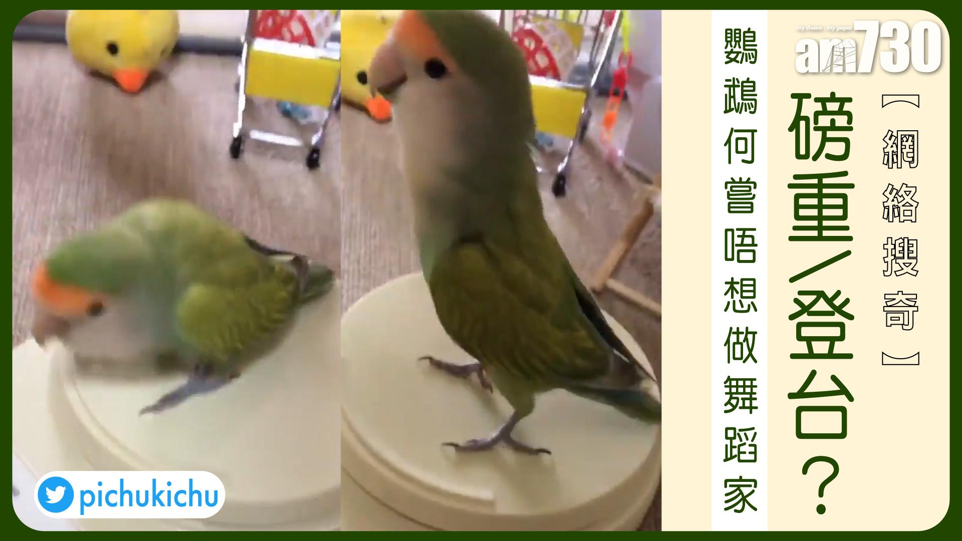 磅重/登台？鸚鵡何嘗唔想做舞蹈家