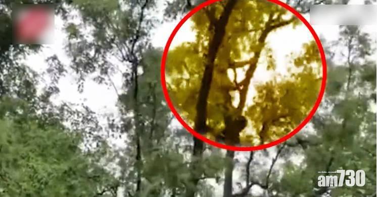 貪心遊客爬樹狂搖落棗子 網民：退化成猴？