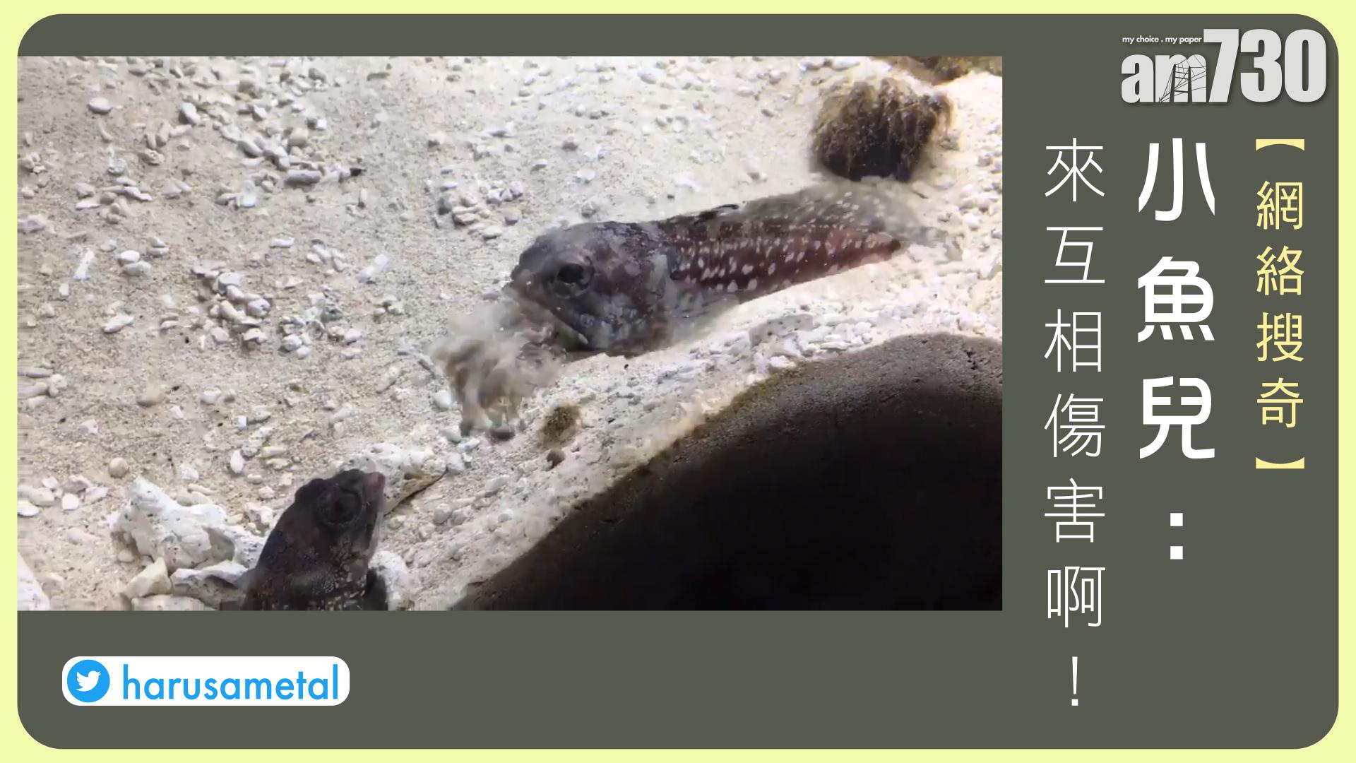 小魚兒：來互相傷害啊