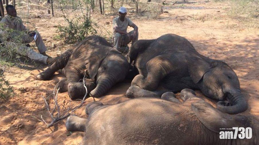 【令人髮指】87大象遭獵殺取牙 非洲歷來最大規模偷獵