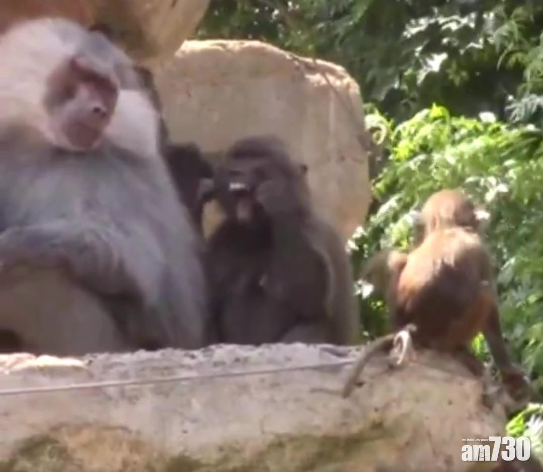 【唔係賣廣告】狒狒都識用「牙線」撩牙！？(有片)