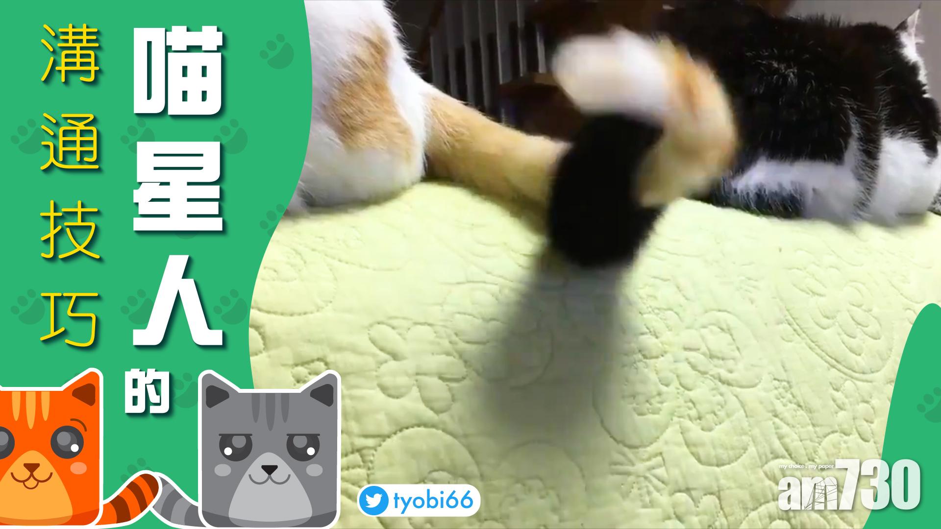 網絡搜奇︰喵星人的溝通技巧