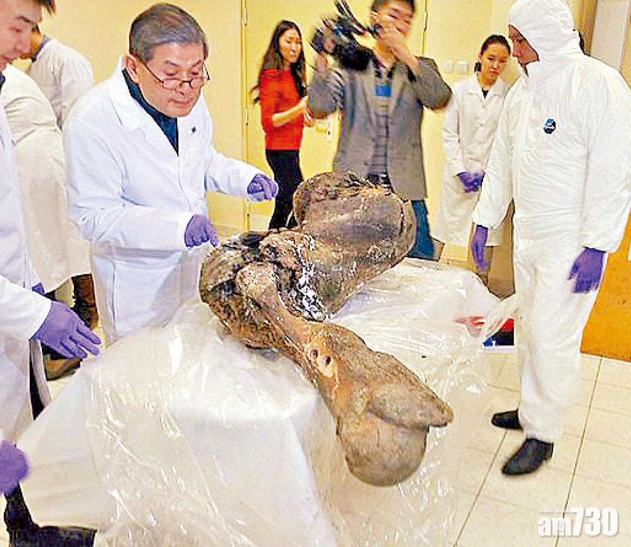 複製長毛象絕種動物 俄擬建「侏羅紀公園」