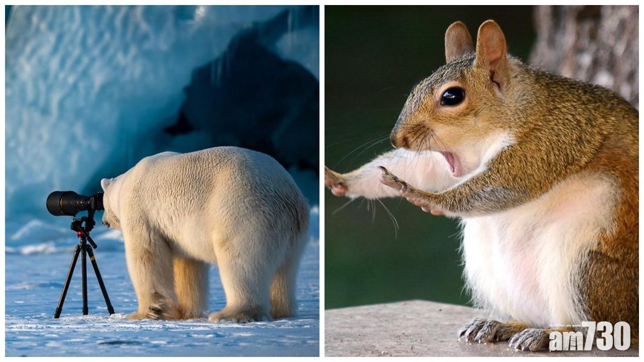 【搞笑野生動物攝影獎】北極熊做攝影師 松鼠出龜波氣功