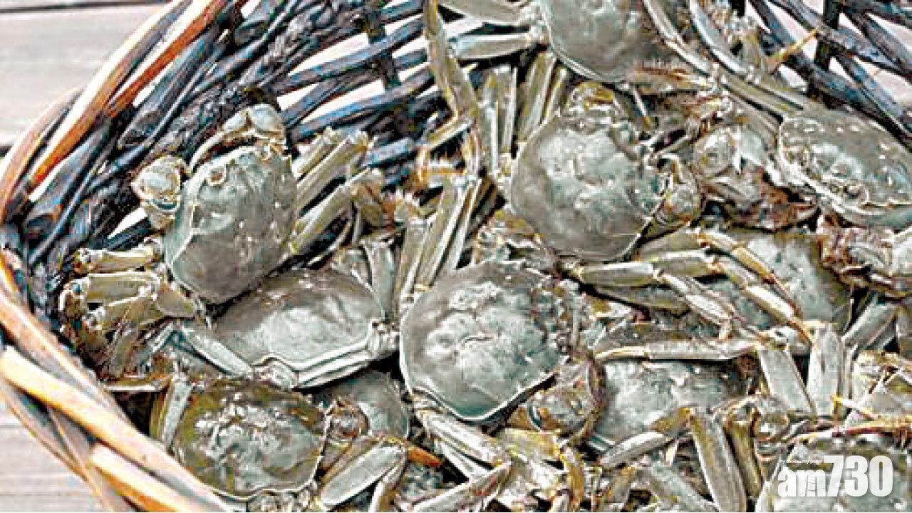 保護太湖水質 大閘蟹改放養