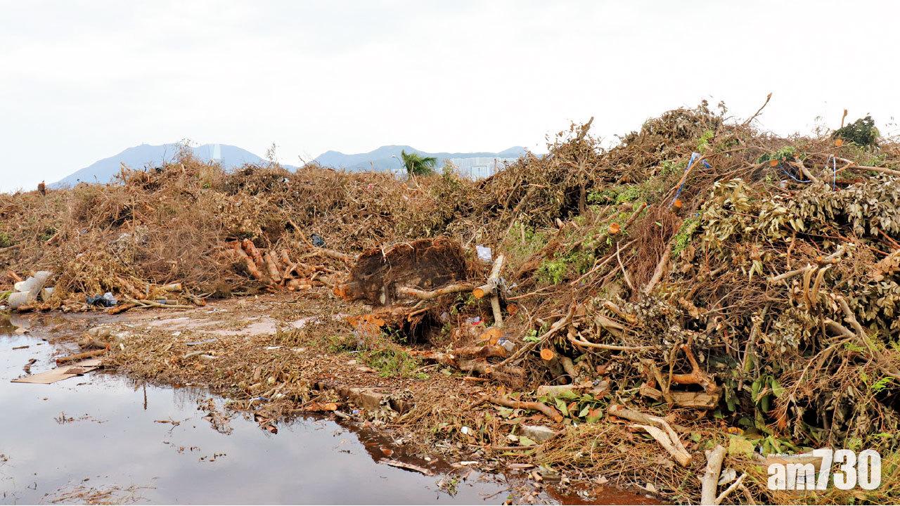 塌樹迫爆啟德傳臭 環團促分流郊野變養分