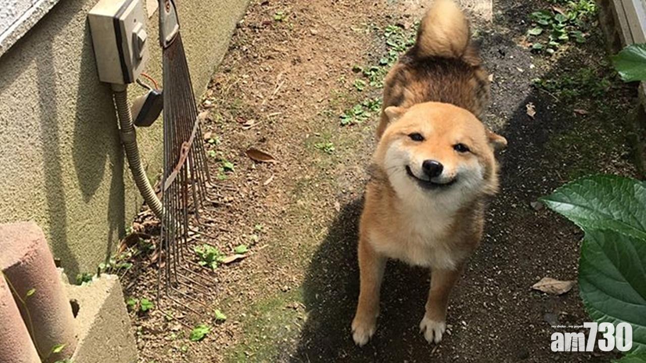 汪星人的甜美笑容