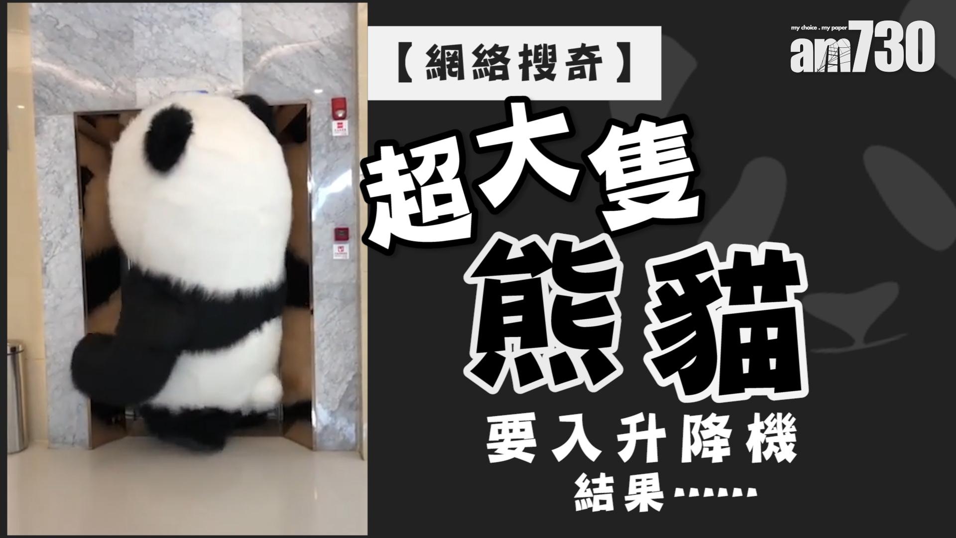 【網絡搜奇】超大隻熊貓要入升降機 結果……