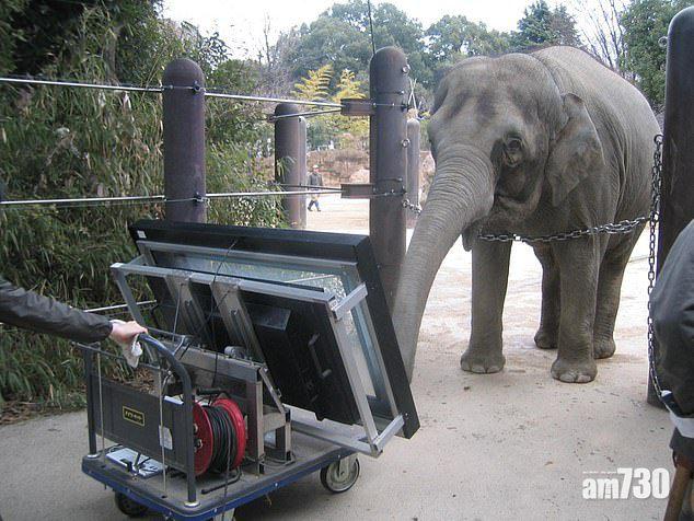 聰明象識用板腦計數